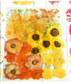 Marque-page fleurs séchées pressées pour résine DIY – 6