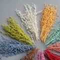 Mini haricots séchés 10g pour résine et bougies – 2