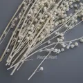 Mini haricots séchés 10g pour résine et bougies – 6