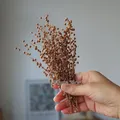 Mini haricots séchés 10g pour résine et bougies – Couleur Bromw