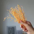 Mini haricots séchés 10g pour résine et bougies – Couleur Champagne