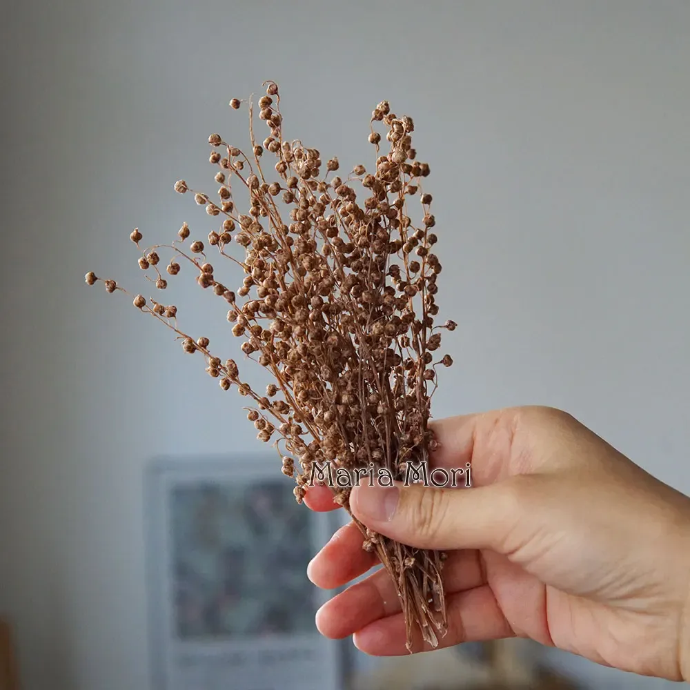Mini haricots séchés 10g pour résine et bougies