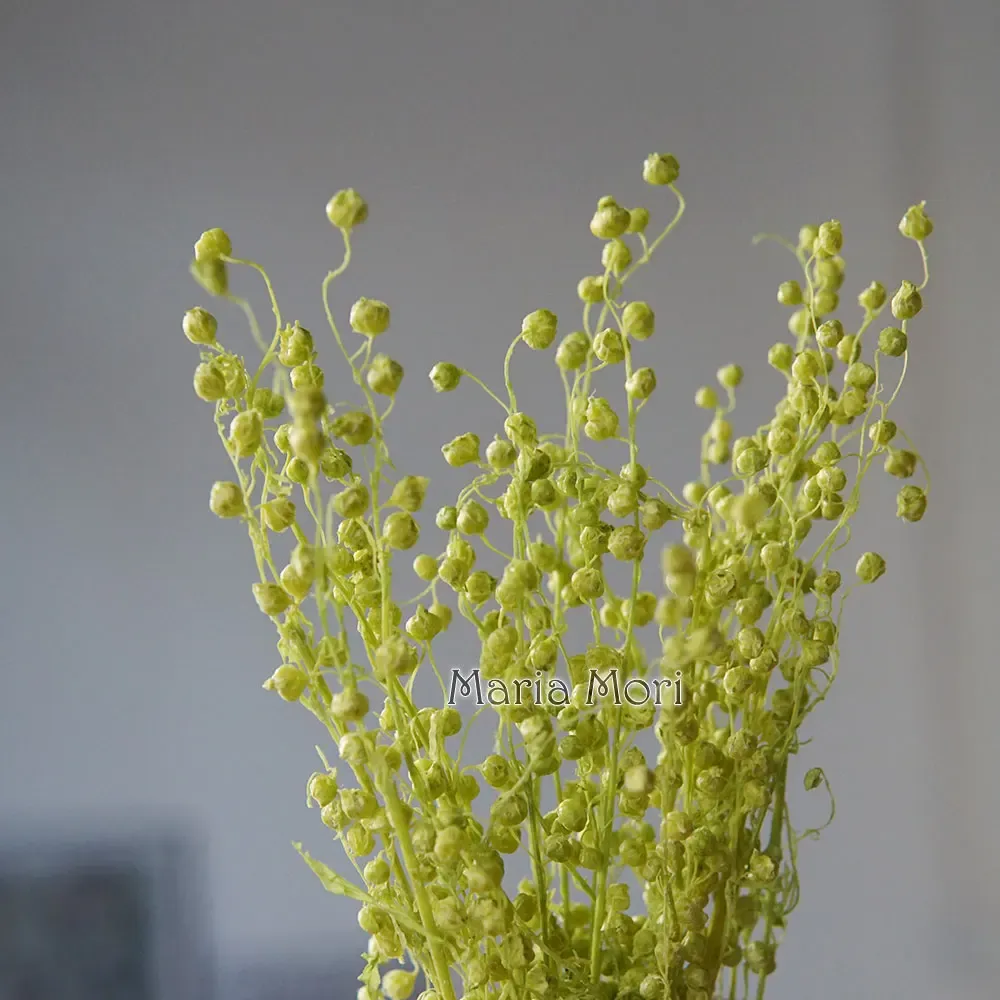 Mini haricots séchés 10g pour résine et bougies