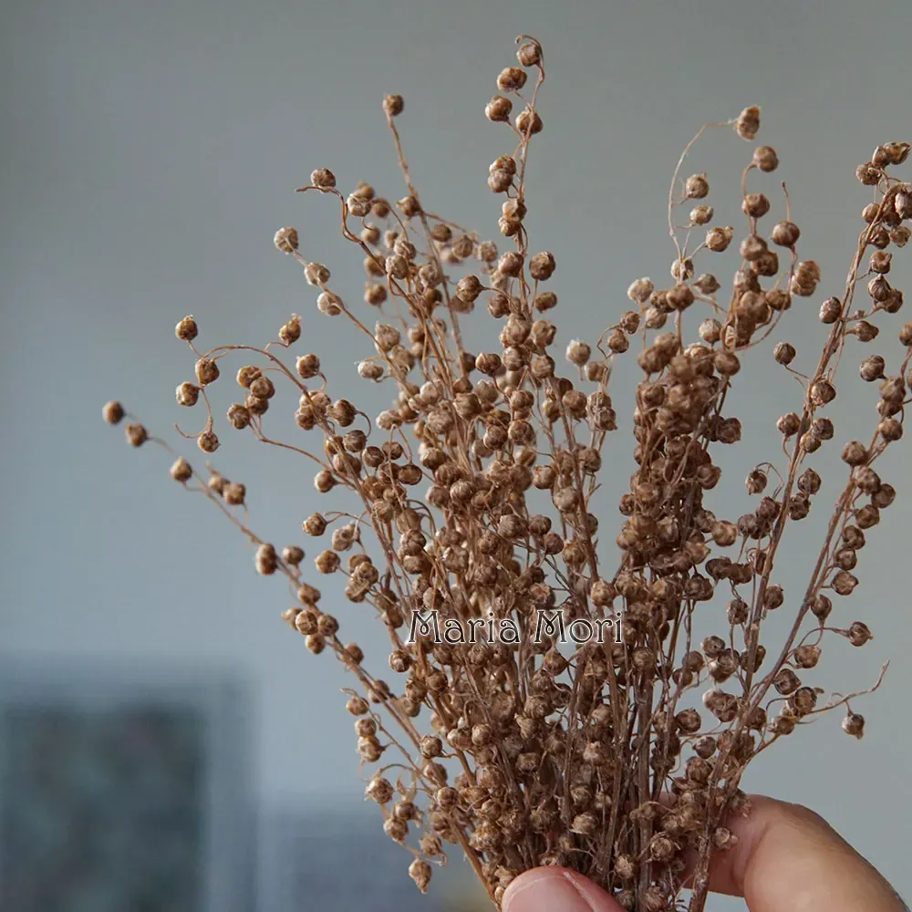 Mini haricots séchés 10g pour résine et bougies