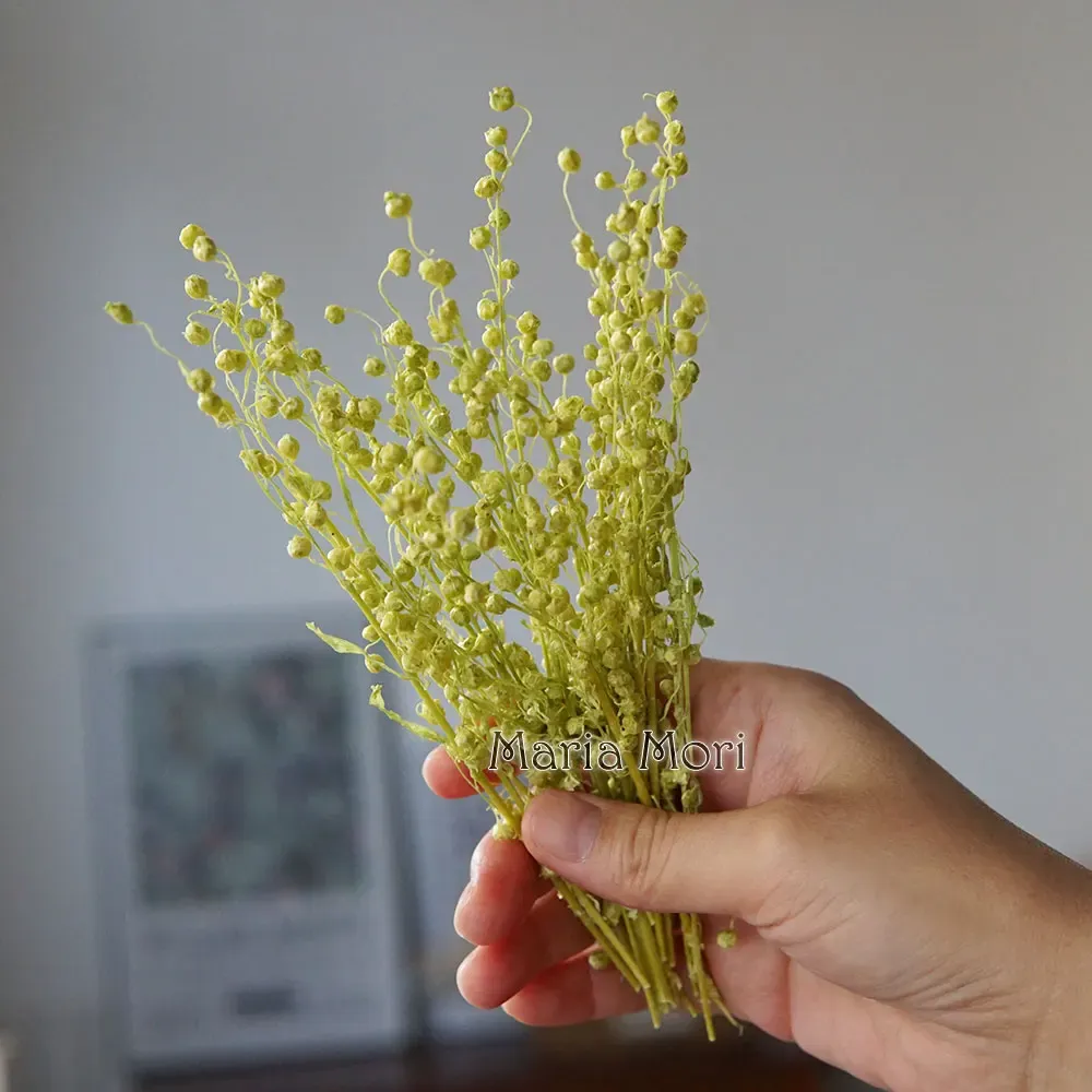 Mini haricots séchés 10g pour résine et bougies