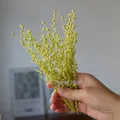 Mini haricots séchés 10g pour résine et bougies – Couleur Light green