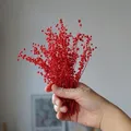 Mini haricots séchés 10g pour résine et bougies – Couleur Red