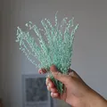 Mini haricots séchés 10g pour résine et bougies – Couleur Tiffany blue