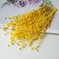 Mini haricots séchés 10g pour résine et bougies – Couleur Yellow