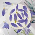 Nénuphars pressés 2 ou 12 pièces pour résine – Couleur 12Pcs