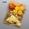 Plantes naturelles séchées pour résine et bougies – Couleur Vert armée (M-10)